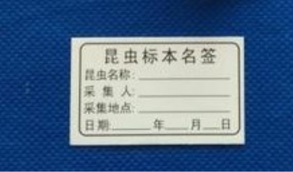 昆虫标本名签/昆虫标签/卡片式昆虫名签
