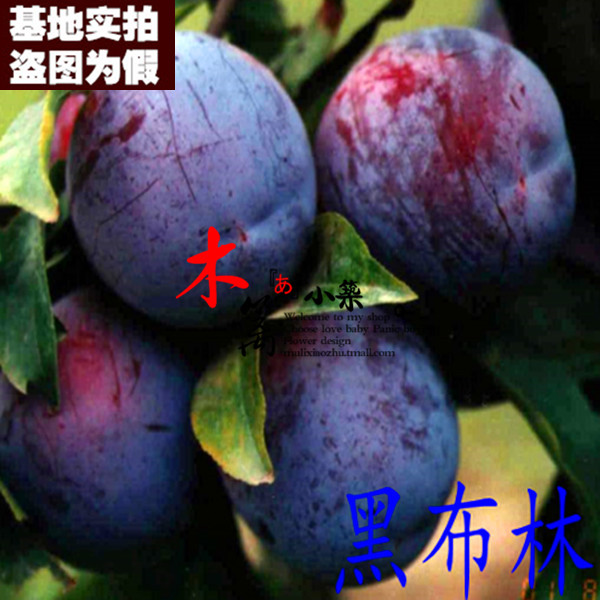 【黑布林15】阳台庭院盆栽地栽嫁接李子苗 南北方皆适宜促消化