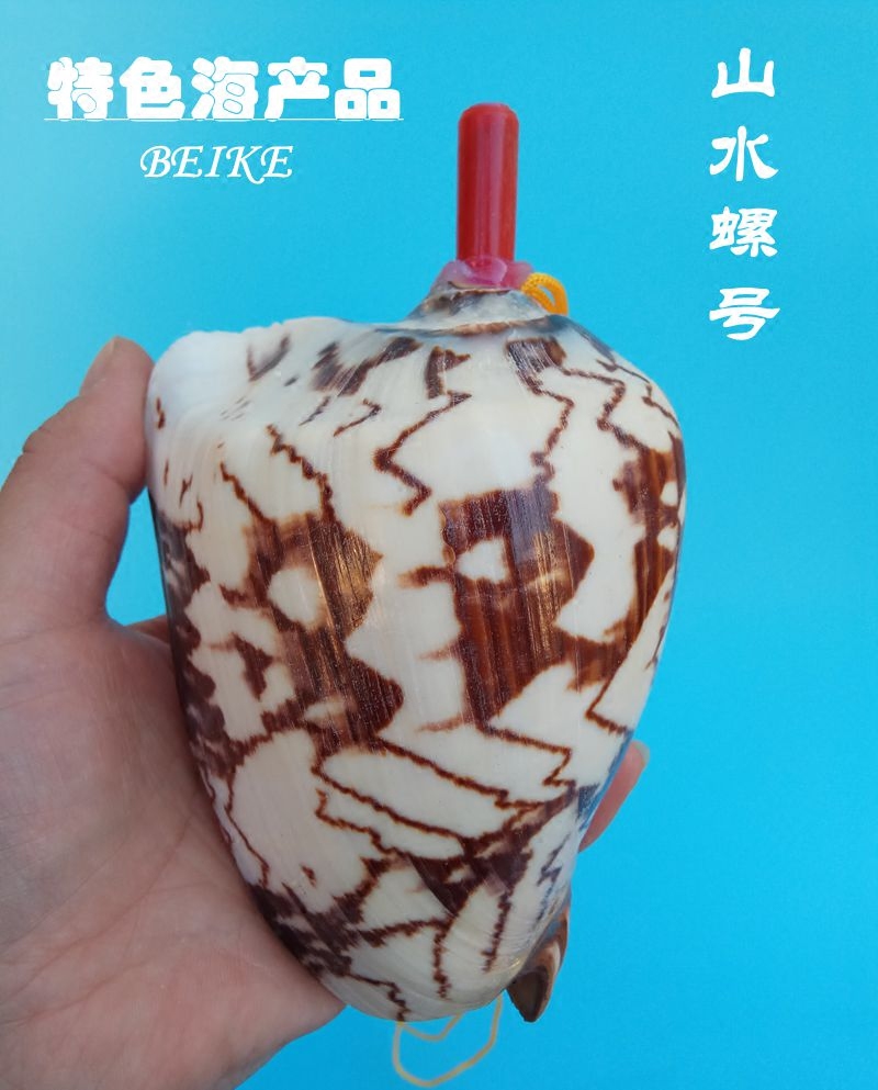 Natural shell conch number conch body color colorful home decoration children's toys can blow oh