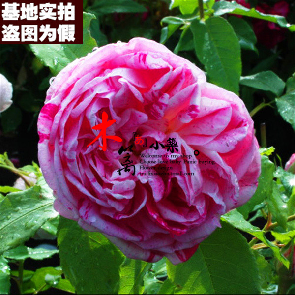 【凯瑟琳茉莉16】欧月藤本月季苗 盆栽地载爬藤攀援蔷薇玫瑰花苗