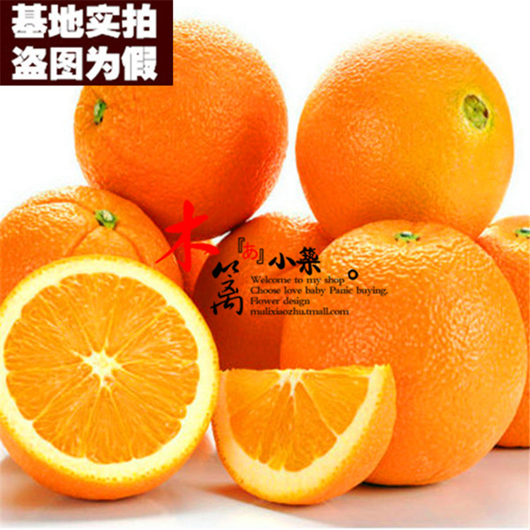 【伦晚脐橙15】橙子苗盆栽地栽苗 红心橙子多品种南北方种植