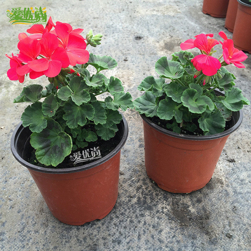 ���������ÿ�ͥԺ��s051