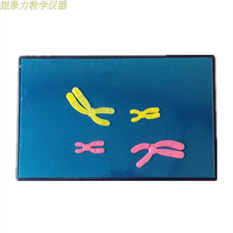 33305 Chromosome Change Model Components in Meiosis Magnetic 280*180mm Biological Teaching Instrument