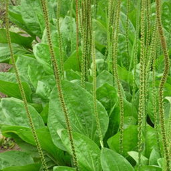 车前子 盆栽室内苗花卉 阳台花 观花植物