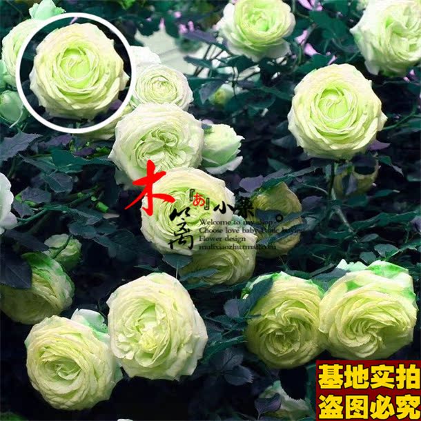 【碧云蔷薇17】四季蔷薇花苗赛玫瑰蔷薇牡丹苗植物【50粒装】