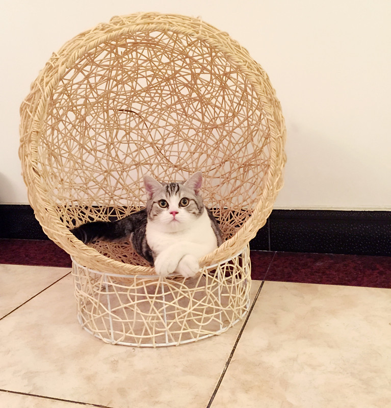 Fuji Cat's nest dog's nest spring and summer can be removed hollow pet nest cat house large cat toy cat crawling rack