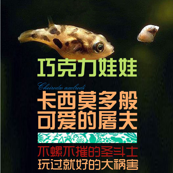 South American Aquarium Chocolate Baby Fish Living Fish Tools Fish Snail Fish Grass Tank Fish Ornamental Fish Tropical Fish Living