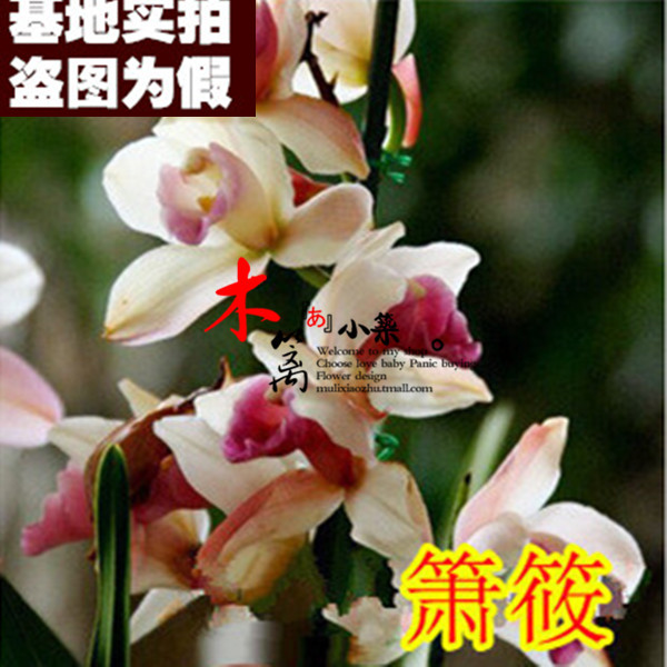 【萧筱17】盆栽花卉兰花苗大花蕙兰蝉兰虎头兰【30粒装】