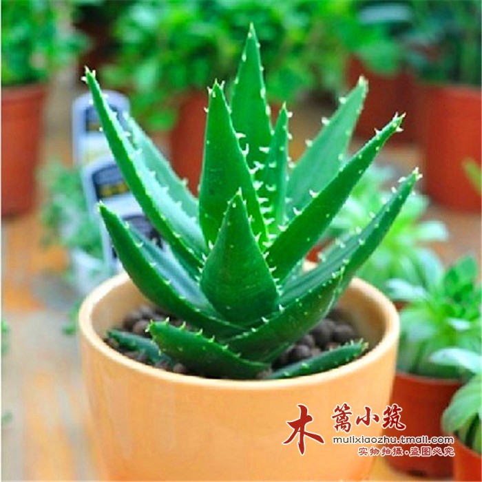 桌面多肉盆栽植物【不夜城芦荟】可制芦荟胶 防辐射不带盆