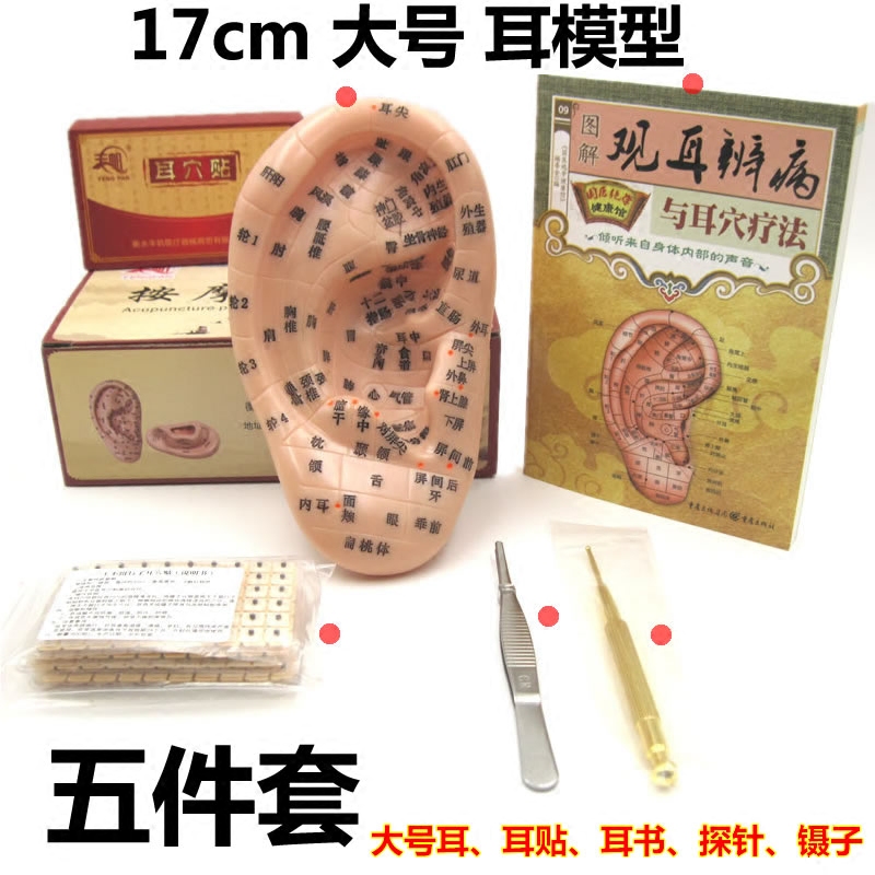 耳穴贴耳贴600贴 人体耳朵耳穴模型17cm探针按压穴位按摩耳豆贴