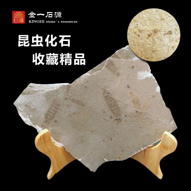 Liao Xi Natural Ancient Bio Fossil Insect Fossil Insect Fossil Raw Stone Benchmark Sightseeing Stone Head Animal Fossil Belt Support
