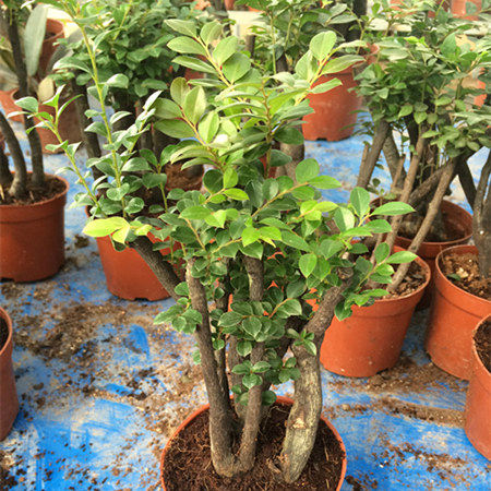 �Ӻ�ԵС�辰82074