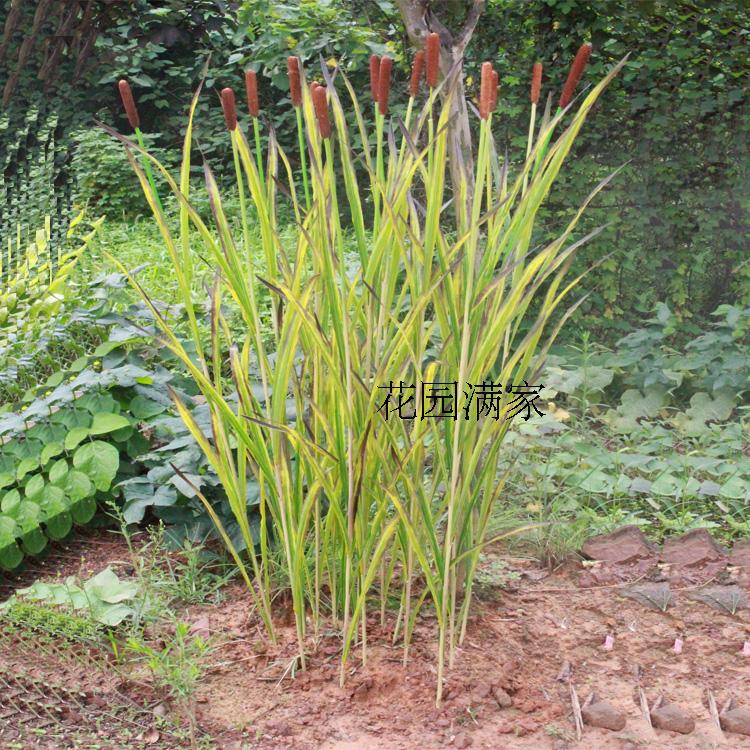 Simulation green plant matter single branch fragrant Pu Chunqiu leaf water erosion candle stick Sub-pub grass wetland with field garden wind decoration manufacturer