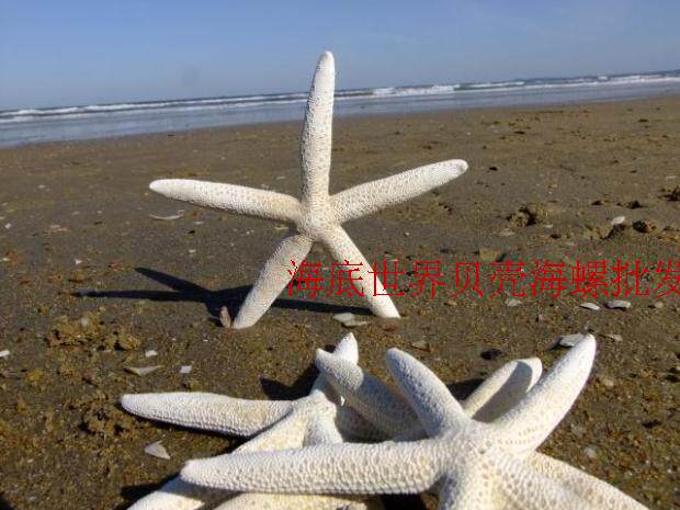8-20cm white natural finger starfish wall sticker real starfish Mediterranean natural seashell home decoration