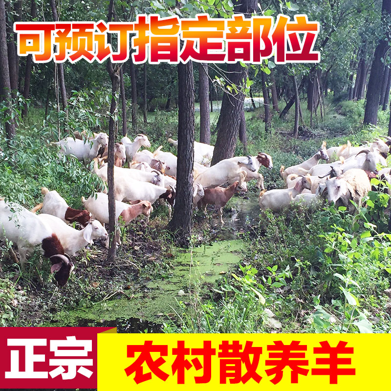 Native Con Fresh Native Goat Farmhouse Eat Grass Sheep Leg Goat Meat Lamb Scorpion Default 2 Catty Sheep Steak