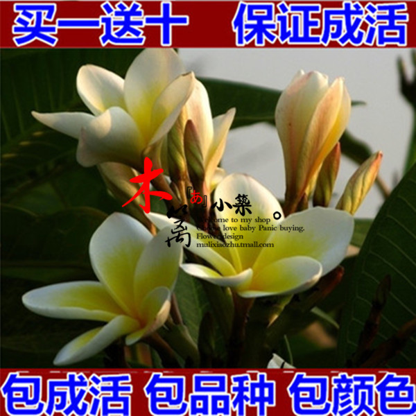 【斑叶牡丹栀子16】浓香型芳香栀子花苗 四季盆栽栀子花苗