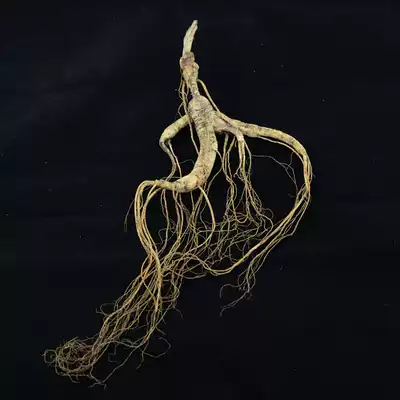 (Xiaoqianshan Zhen)Changbai Mountain ginseng 20 years or so under the forest ginseng special price Mountain ginseng only needs 108 a single tree