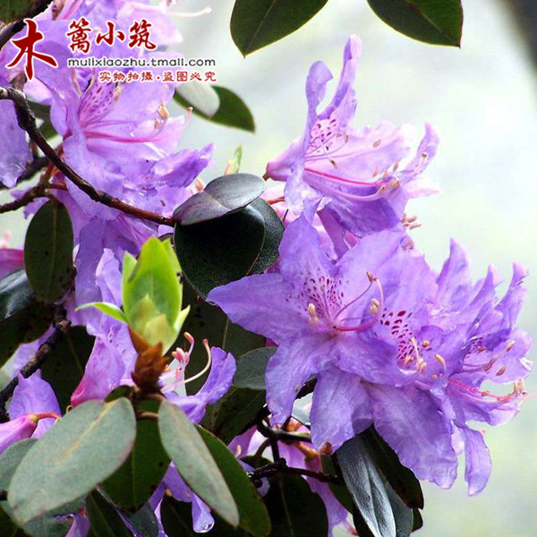 室内盆栽花卉 杜鹃花苗 盆栽杜鹃花 紫花杜鹃 西洋杜鹃花苗