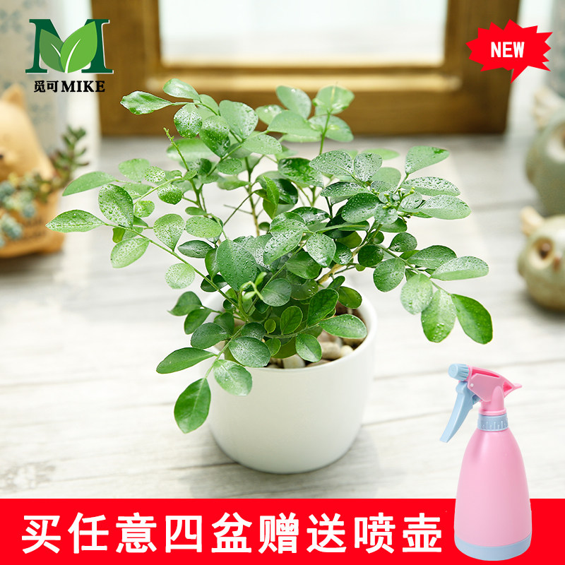 �ٿɾ������辰