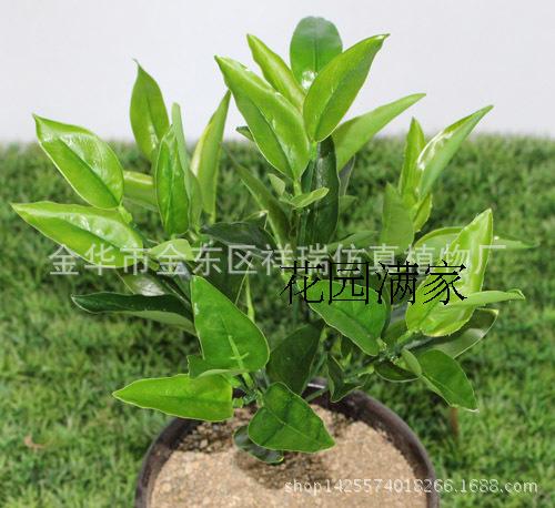 Simulated plant fake leaves glue olive leaf lunar leaf fruit tree landing pot view living room decoration direct sales