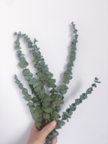 ins Nordic Wind Natural dry flower - plug - in - house decoration of Yugali Leaf Dry Flower Creative Flowers
