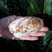 Natural conch shell flower scoop snail fish tank aquarium aquarium landscape decoration scallop fish breeding shell fleshy potted