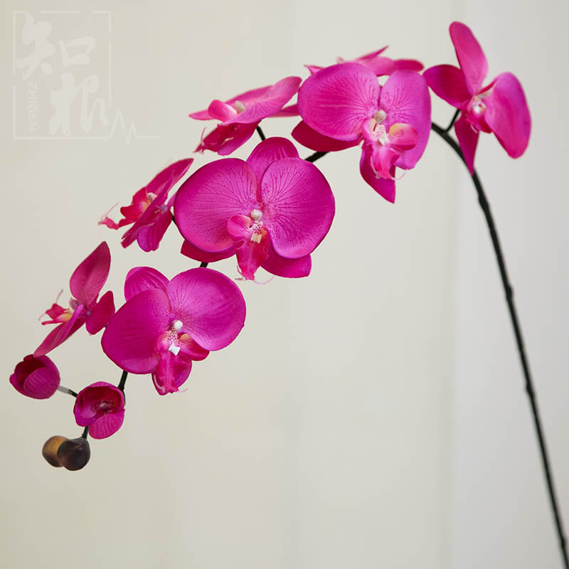 ֪�����滨��������HDL-002