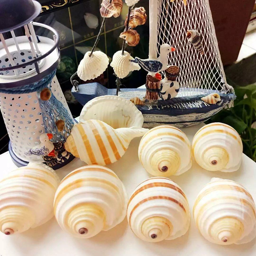 Natural shell sea snail Piano snail fish tank Aquarium decorations Roll shellfish breeding shell fleshy flower pot small ornaments