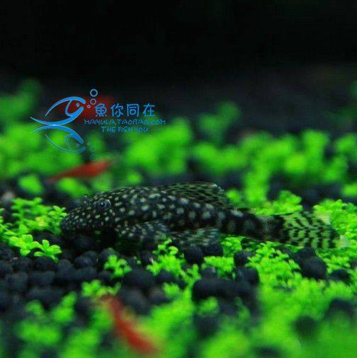 Changsha Amazon black eye short sails camouflaved beard fish scavenger clean fish tank tropical fish ornamental fish
