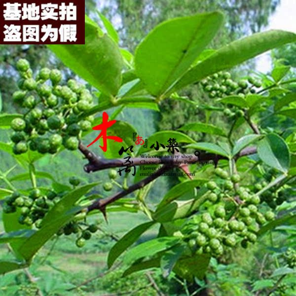 青麻椒15 盆栽香椒大花椒苗青花椒山椒狗椒 蜀椒川椒红花椒苗