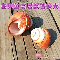  Natural conch shell Yellow snail snail roll shellfish Hermit crab replacement shell fish tank aquarium creative landscaping