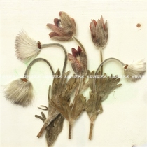 Weng Cao flower pruning with leaf dried flower embossing natural plant specimen 8 branches large flower embossing art