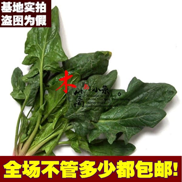 美国贵族大叶菠菜【菠菜】 大叶菠菜 圆叶菠菜 尖叶菠菜