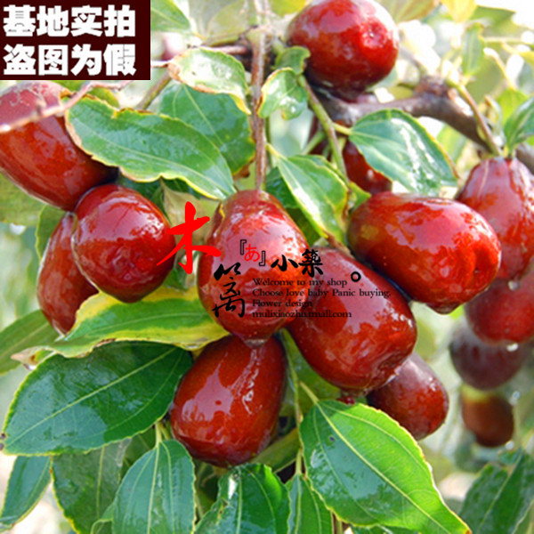 【和田玉枣15】果樹苗枣树嫁接枣苗 阳台庭院绿植盆栽枣子苗