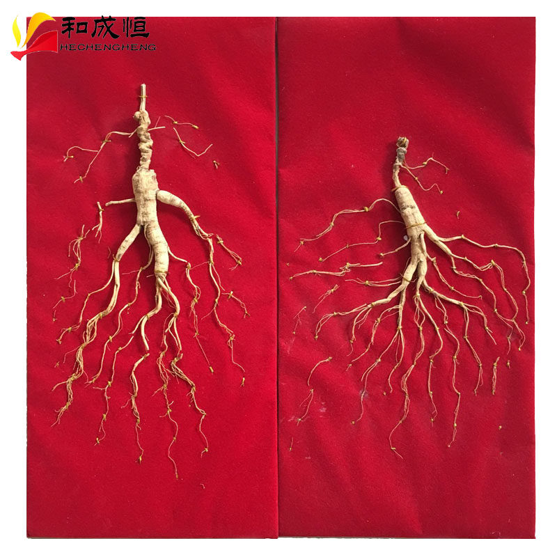 Mountain ginseng Northeast Changbai Mountain Lower ginseng 15 gr left and right Changbai Mountain Mountain Ginseng 25 years of wild ginseng remnant