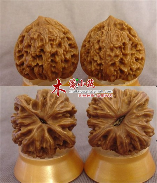 【盘龙纹狮子】文玩核桃/麻核桃/四座楼/满天星狮子头等核桃苗