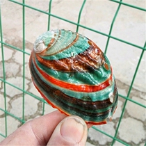  Natural conch shell Colorful abalone shell fish tank aquarium landscaping floor wall sticker decoration 6-7 cm