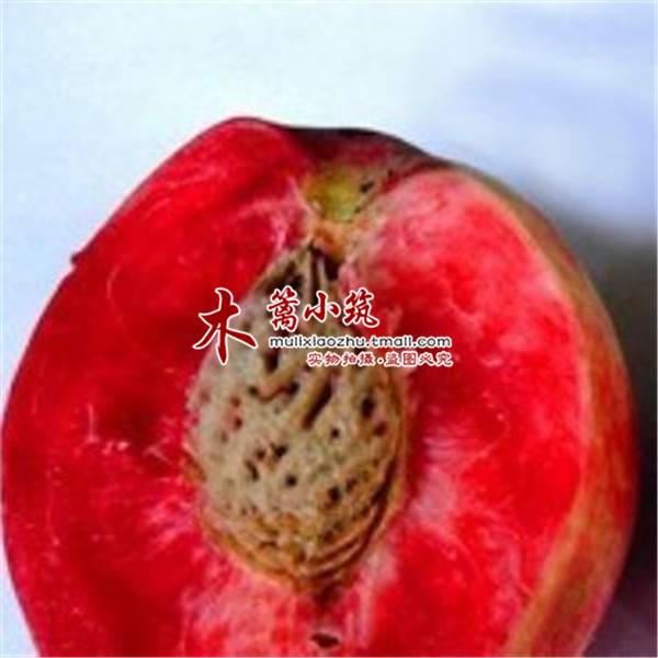【红心肉桃】 盆栽油桃嫁接桃树庭院苗南方北方种植赛樱桃核桃