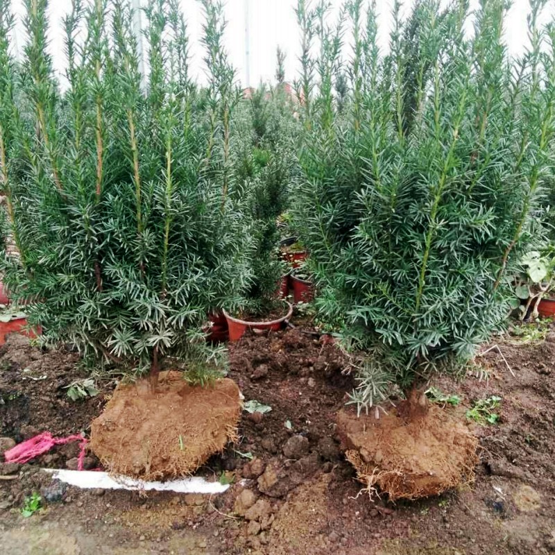 �̴�춹ɼ����hdsdpj1