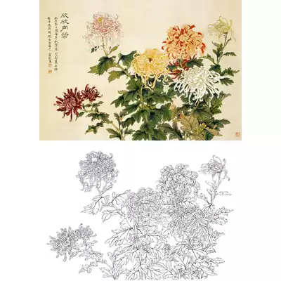 The fine brushwork Chinese painting Chrysanthemum White drawing manuscript Yu Zhizhen thriving 58*87 original large color pattern 487T