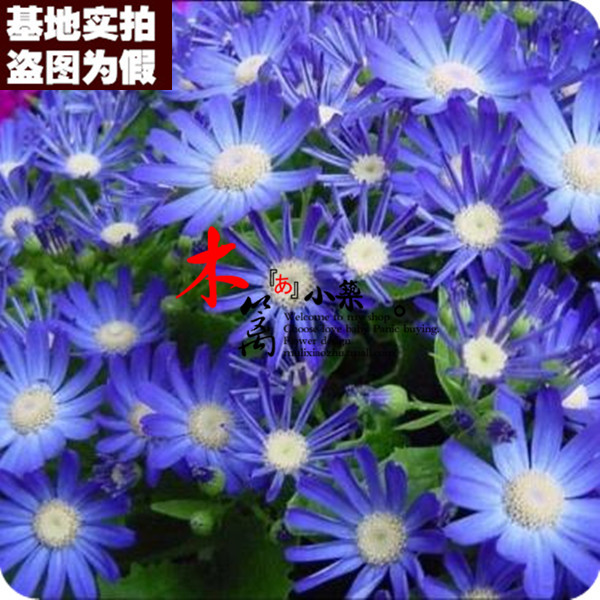 【小雏17】小菊花 小雏菊 草莓雪糕 花卉盆栽 菊花 塔苏舞蹈