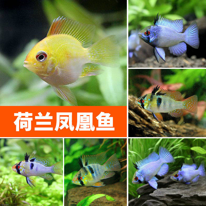 Golden Bozi fish live Dutch Phoenix Blue Bozi Avatar treasure ball Tropical ornamental fish grass tank group tour Xiling