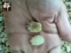 Tự nhiên keel bồ đề hạt giống Baiyu bergamot ngọc 108 hạt vòng tay hạt vòng tay nguyên liệu bằng pound - Vòng đeo tay Clasp vòng gỗ trầm hương Vòng đeo tay Clasp