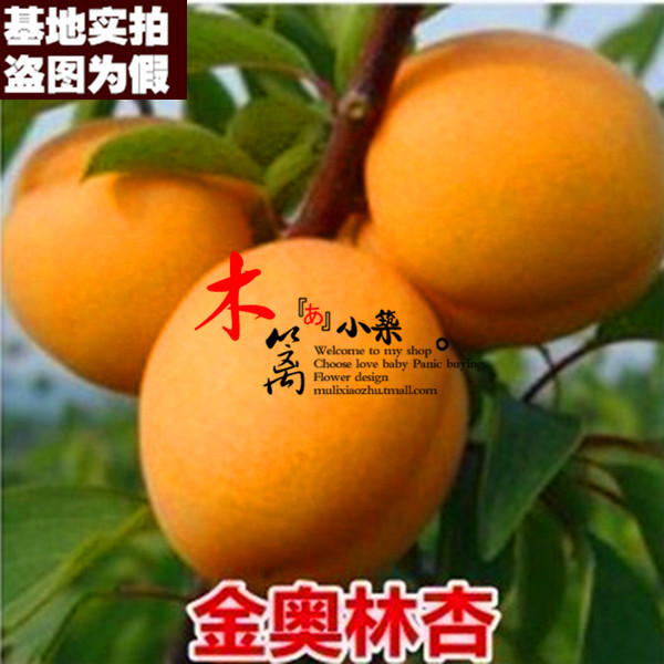 【金奥林杏15】杏子苗果樹苗南方北方种植庭院阳台盆栽地栽易成活