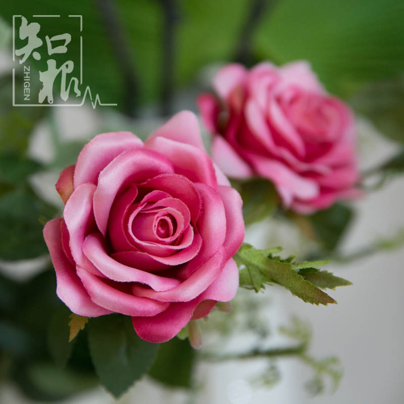 ֪���Ҿ���Ʒ�߷��滨MG-077