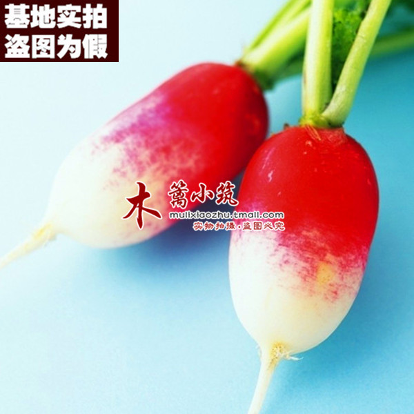 【红白一号16】萝卜 阳台庭院盆栽地栽蔬菜植物 生吃口感好