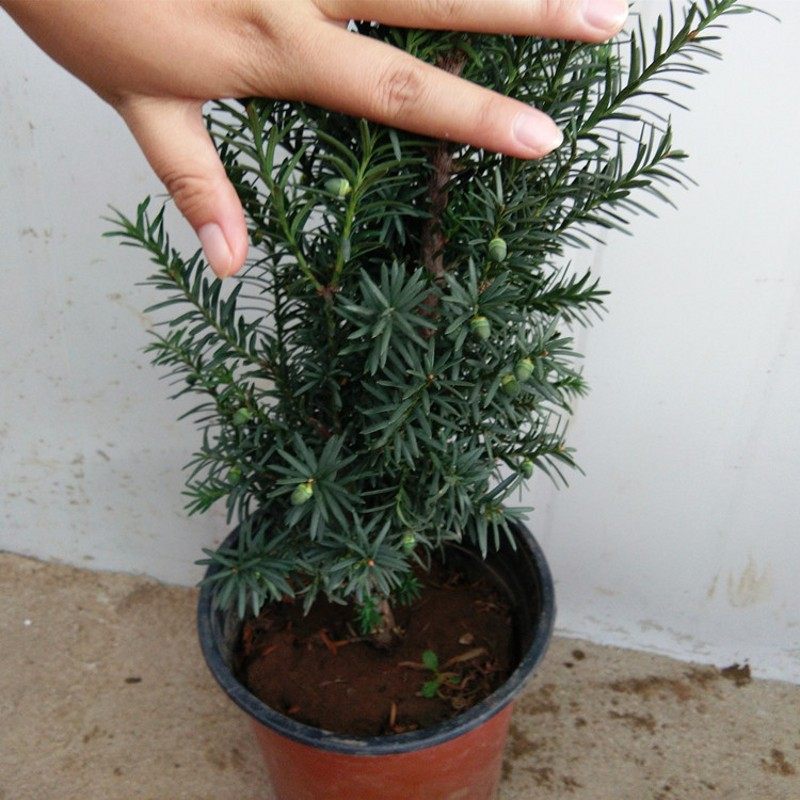 �̴�����mandydai pen