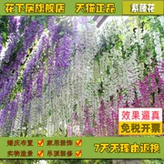 Hoa dưới wisteria sống hoa dài đậu hoa trang trí hoa nho dây hoa đám mây nho giả hoa nhựa lụa hoa nho - Hoa nhân tạo / Cây / Trái cây