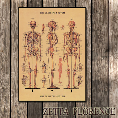 Modern Decoration Painting Human Skeletal Figure Bar Office Mall Decoration English Poster Special Price Without Frame Painting Anatomy