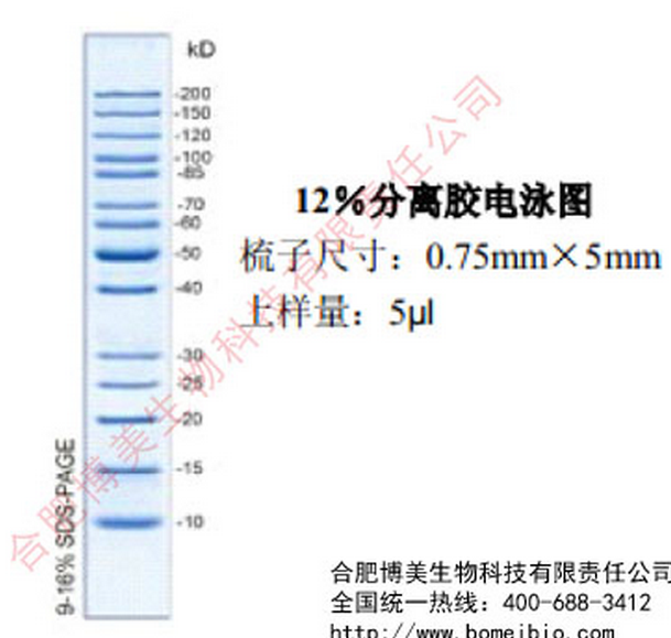 宽分子量蛋白 Marker （10KD－200KD） 科研实验 可开票20T